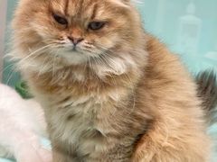 -猫宠乐园·专业洗护