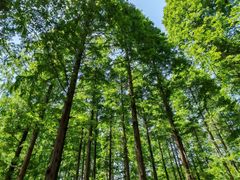 -黄海国家森林公园