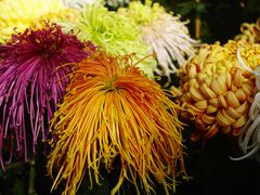 -上海共青森林公园