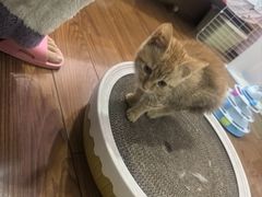 -瑞派名望志远动物医院·猫科·內科·异宠专科(直港大道店)