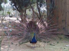 -泉州海丝野生动物世界