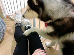 -Husky Go! 哈士奇体验馆·宠物咖啡厅狗咖