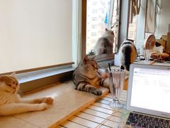 -Cappucimeow猫咪咖啡馆(韦伯时代店)