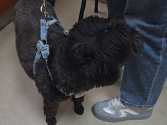 -艾贝尔宠物医院·狂犬免疫点(江山金象城店)