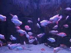 -蓬莱欧乐堡海洋极地世界