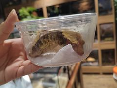 -酷以爬仙阁实体爬宠店·守宫·蜥蜴·专业繁育