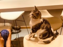 -飞行喵MR PILOT|猫舍·猫咖(静安大融城店)
