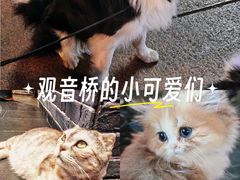 -观音桥步行街