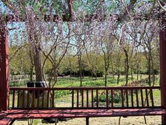 -天适樱花悠乐园