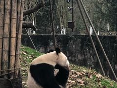 -都江堰中华大熊猫苑