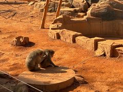 -石家庄市动物园