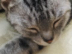 -酷豆宠物咖啡·宠物美食·撸猫馆