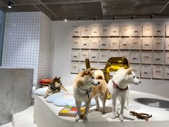 -柴务处·柴犬主题狗咖