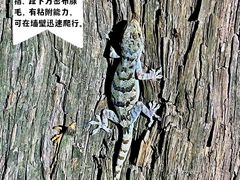 -香山公园
