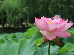 -陈家山荷花公园