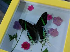 -上海大自然野生昆虫馆(东方明珠·爬宠昆虫探索中心)