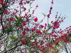 -荣誉国际酒店-云顶旋转餐厅