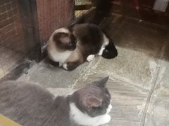 -猫咪博物馆(顶澳仔猫街店)