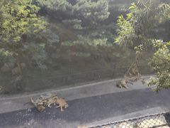 -大连森林动物园