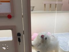 -翊宠yipet猫狗购宠庄园犬舍•猫舍