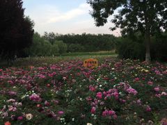 -大兴滨河森林公园