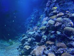 -江和美海洋公园