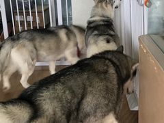 -Husky Go! 哈士奇体验馆·宠物咖啡厅狗咖