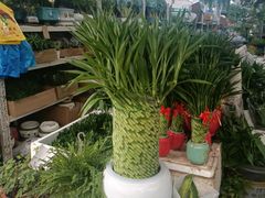 -龙大花卉苗木市场