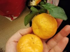 -汤泉良子(金源店)