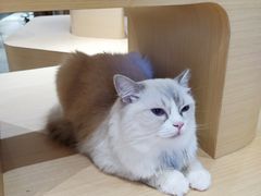 -瞄一喵猫咖(格力海岸店)