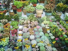 -秦美花卉(天朗·莱茵小城2期店)