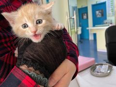 -瑞鹏宠物医院·爱宠堂(环西分院)