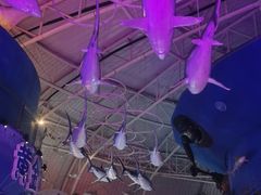 -烟台海昌鲸鲨海洋公园