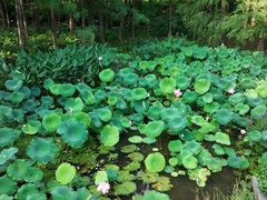 -深圳仙湖植物园