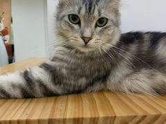 -李小姐の猫咖啡馆(五角场店)