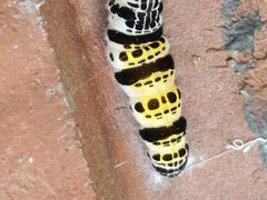 -广州白江湖森林公园