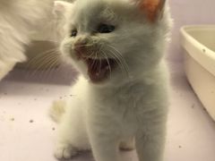 -喵的天空名猫咖啡馆·撸猫·猫舍·用品