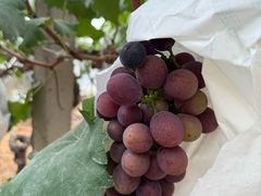 -马陆小张葡萄园农家乐