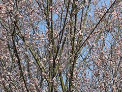 -蜀冈西峰生态公园