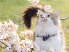 -金陵图书馆
