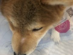 -瑞鹏宠物医院·爱宠堂·骨外专科(西荷分院)