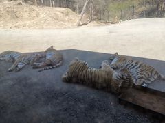 -大连森林动物园