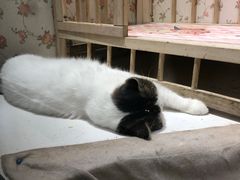 -猫小院猫主题餐厅(三里屯店)