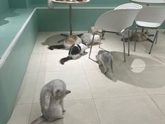 -怪兽屋·羊驼·猫咖·狗咖(俊华广场店)