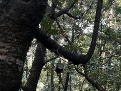 -寂照庵