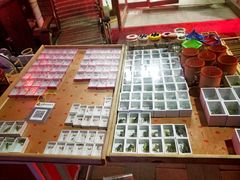 -中环花鸟鱼虫市场