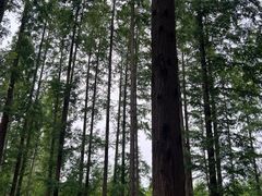 -黄海国家森林公园