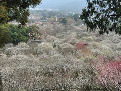 -香雪海