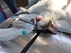 -关爱宠物医院·猫科中心·消化科(滨湖万达分院)