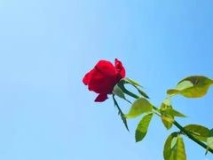 -亚龙湾国际玫瑰谷
